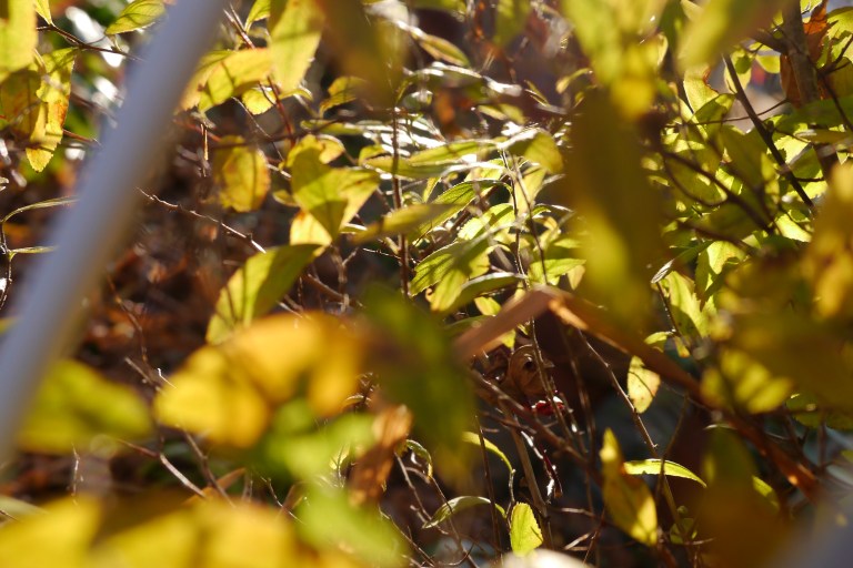 CF1EA944-5C9C-4BC0-94A2-EA9A070D6436