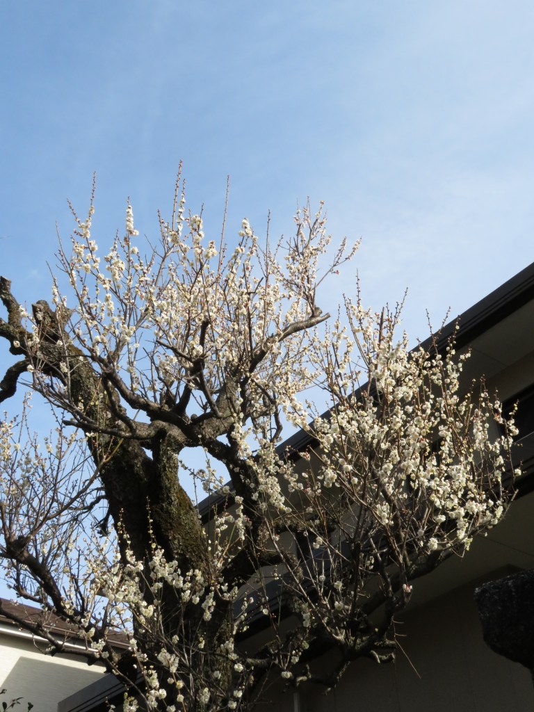 4C2411A7-B7B2-44DA-9010-3C8E8FD321E5