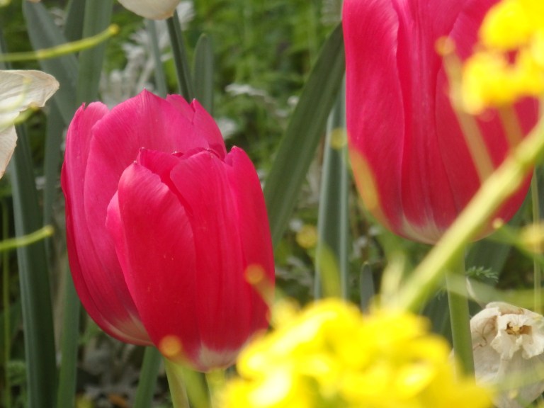 OLYMPUS DIGITAL CAMERA