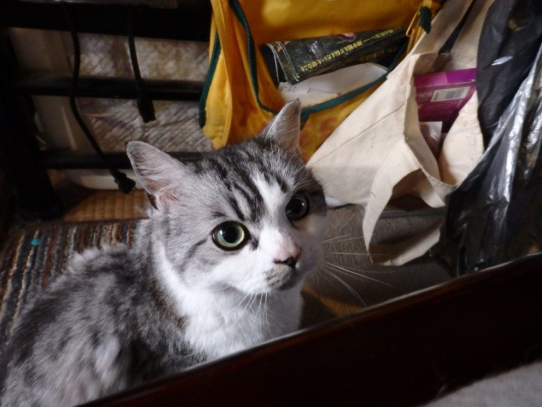 OLYMPUS DIGITAL CAMERA